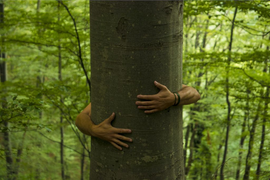 Tree hugging and forest bathing among beech trees in Trentino Italy