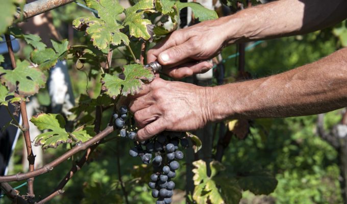 man picking ripe grapes at harvest in Italy
