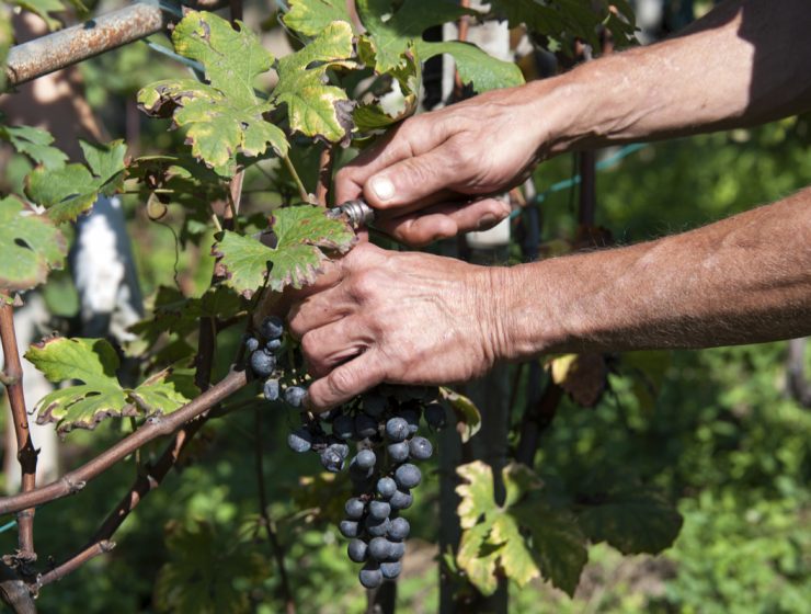 man picking ripe grapes at harvest in Italy