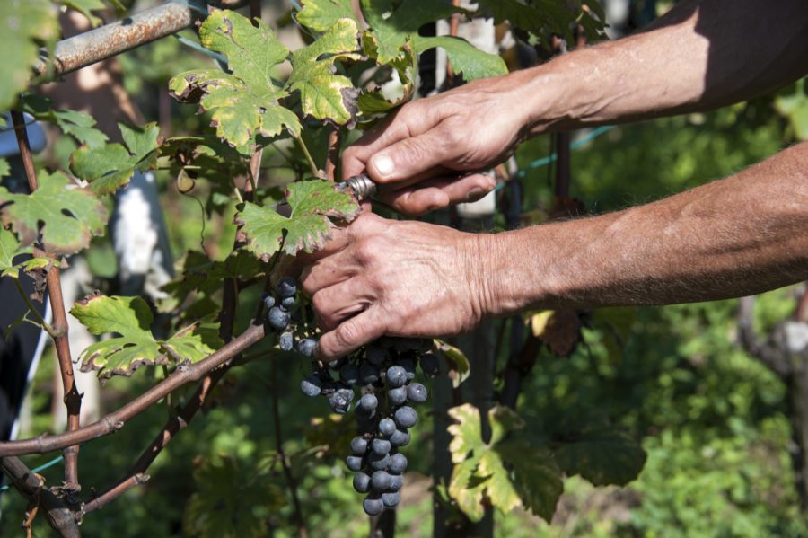 man picking ripe grapes at harvest in Italy