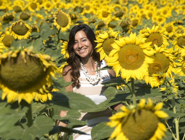 Expat in Le Marche sunflower fields Italy
