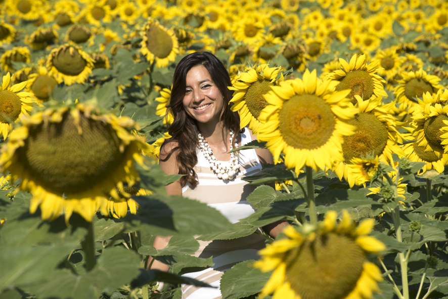 Expat in Le Marche sunflower fields Italy