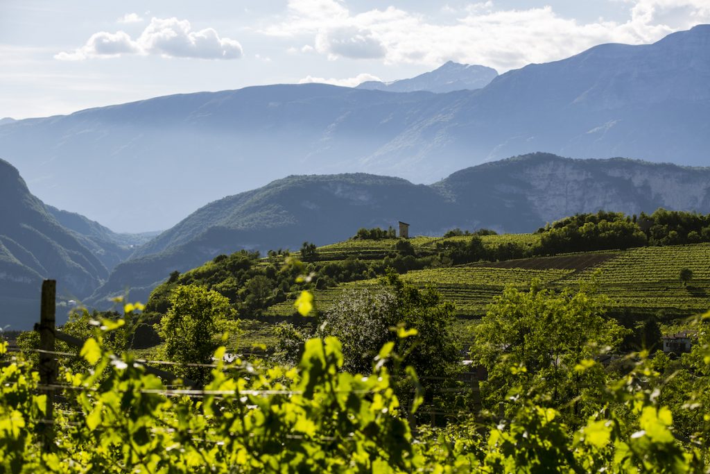 Vineyard in Trentino, Trentodoc.