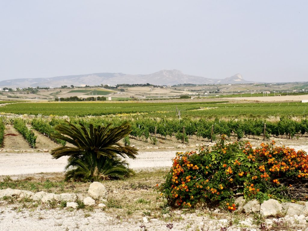 wine landscape