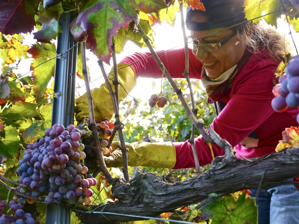 wine landscape; woman pruning in vineyard