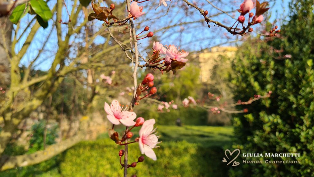 Roccalvecce : Garden at Costaguti Dastle