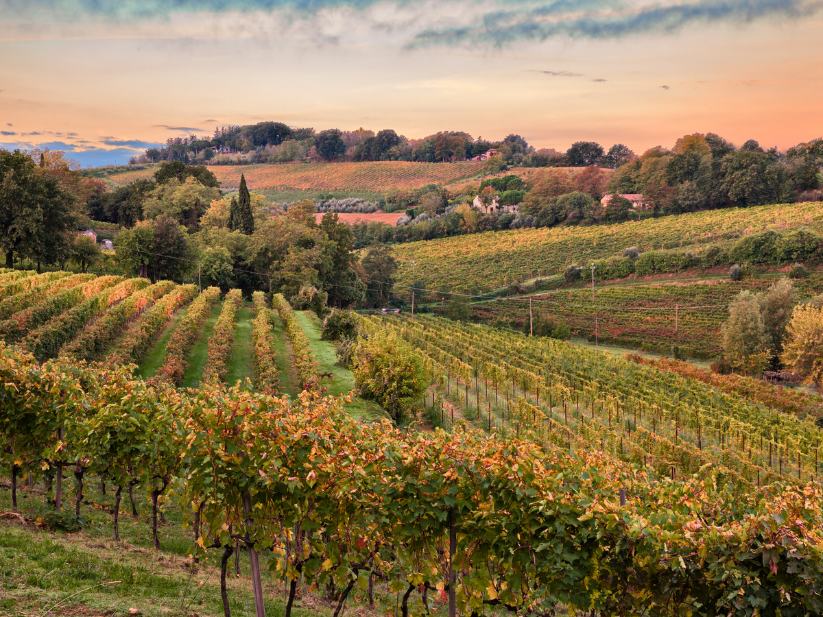 Wine Journey to Emilia Romagna 's Marzeno Region