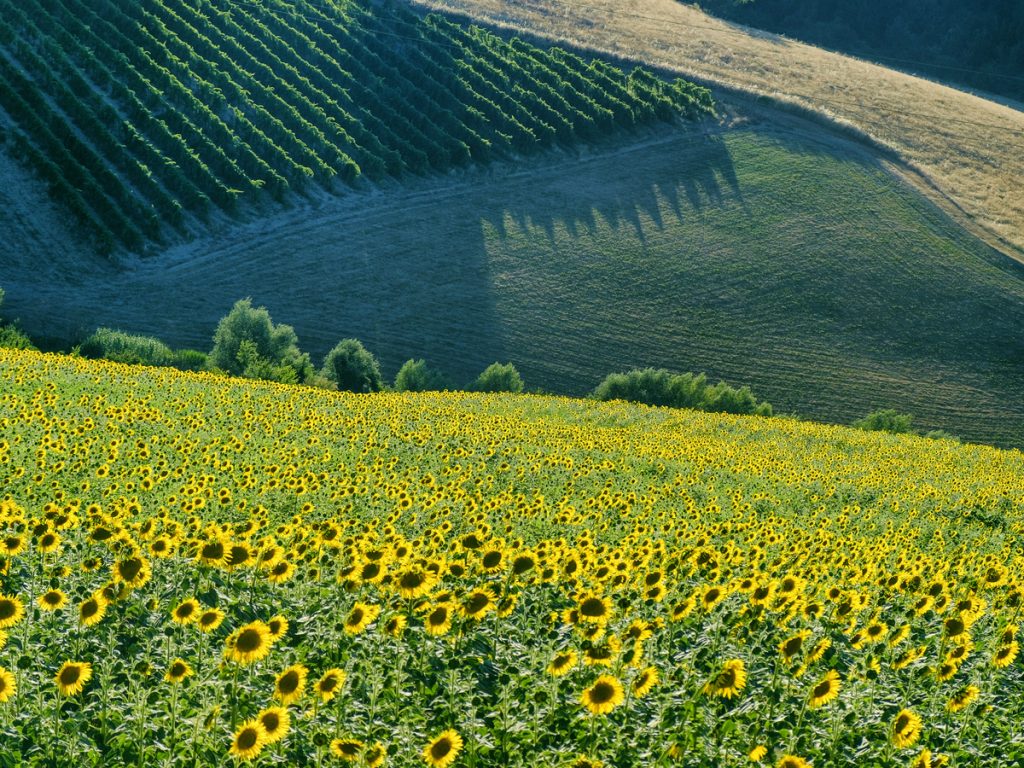 Romagna mia: Isola countryside and vineyards