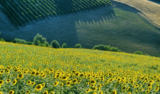 Romagna mia: Isola countryside and vineyards