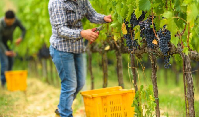 Favorite Wine Tours: Man harvesting Sangiovese grapes in Tuscany