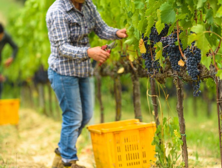 Favorite Wine Tours: Man harvesting Sangiovese grapes in Tuscany