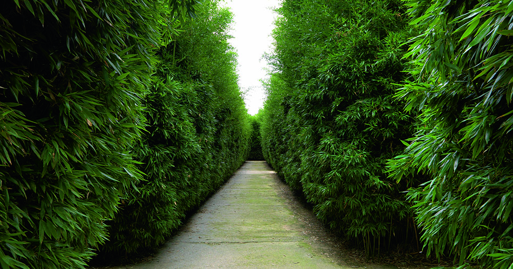One of the corridors inside the labyrinth, the species of bamboo is the Phyllostachys bissetii