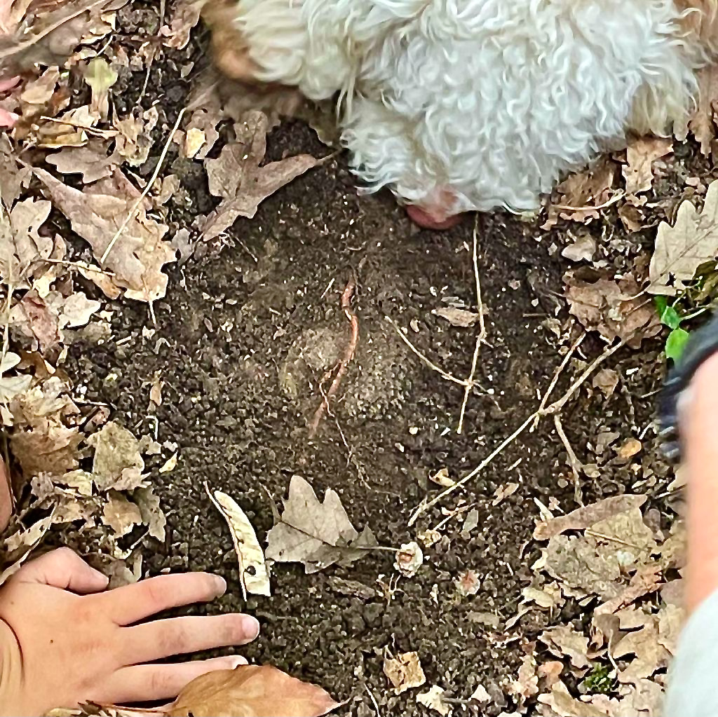 Piemonte : truffle hunting