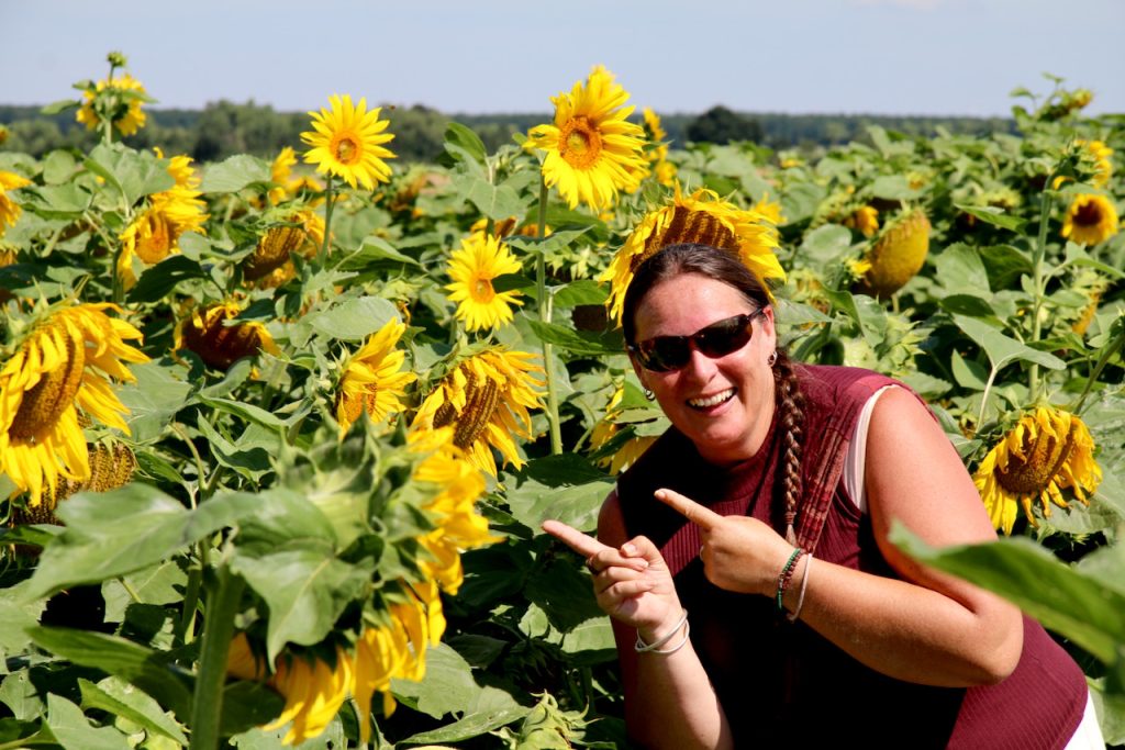 Walking to Italy. Sunflower field.