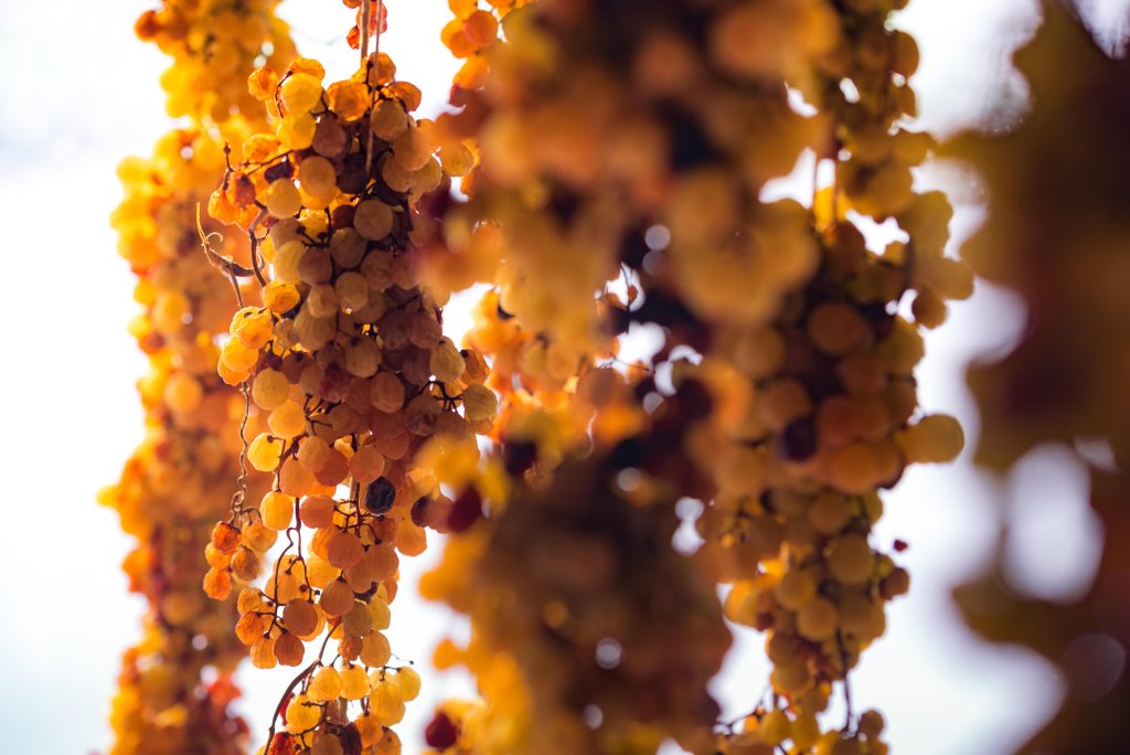 Easter in Italy. Von Santo grapes on vine.