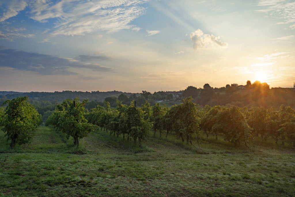 Vincenza - Barbarano vineyard
