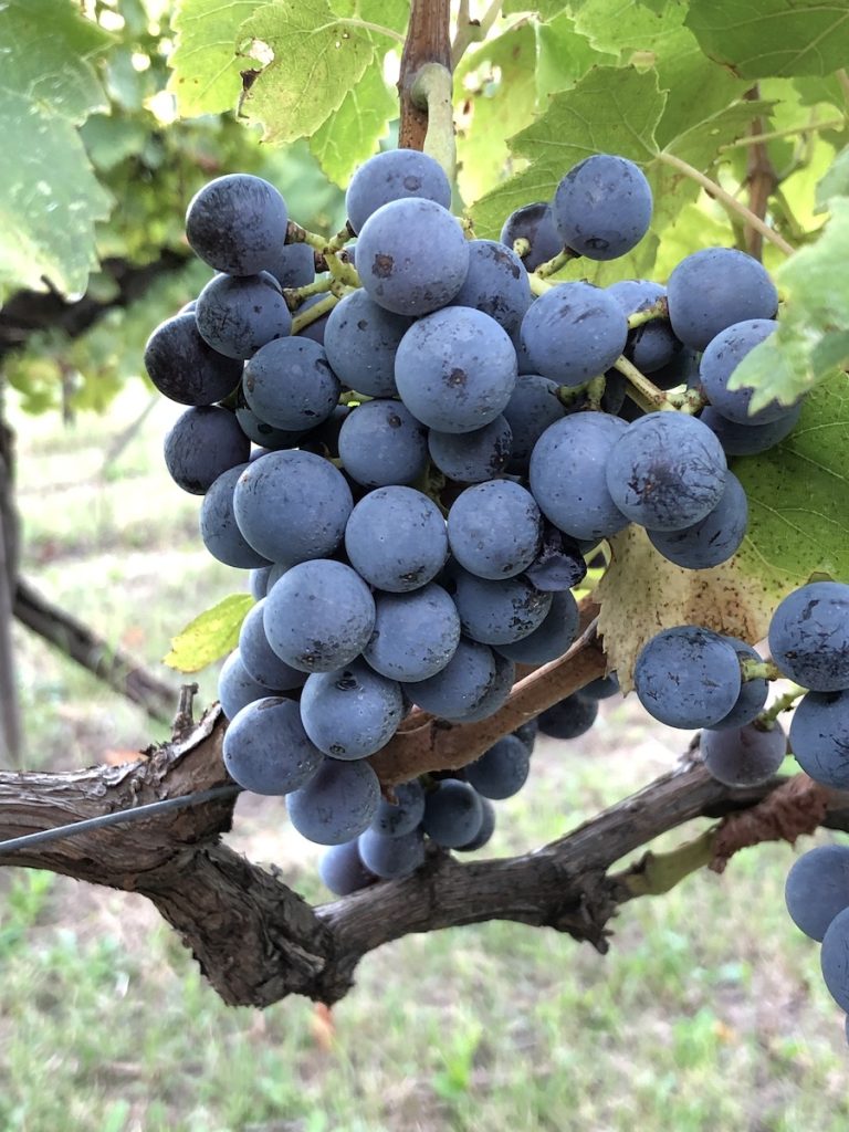 Tai Rosso grape bunch on vine