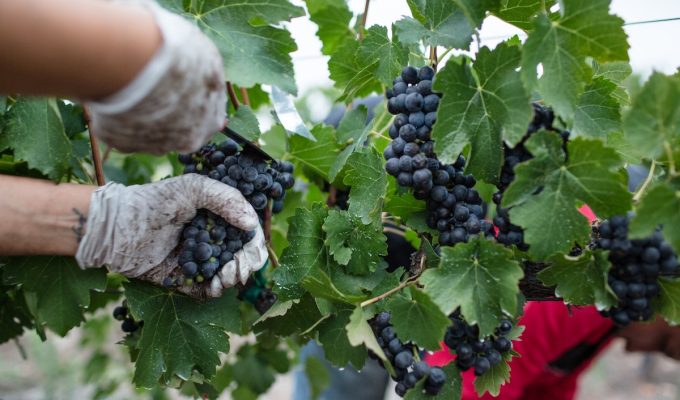 grape harvest in Italy