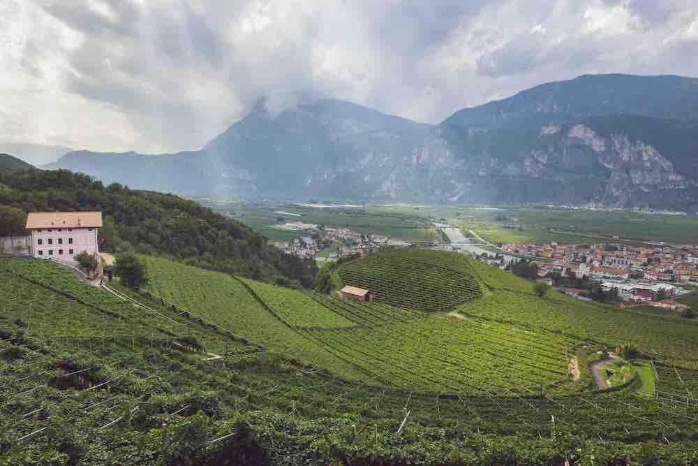 wines from Trentino - Piana Rotaliana