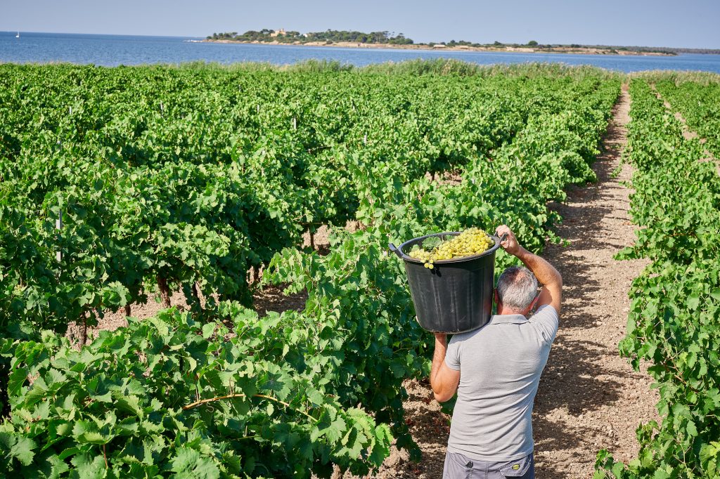 Cantine Florio where Marsala wine grapes are cultivated.