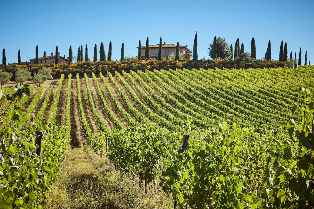 vineyard and villa in tuscany