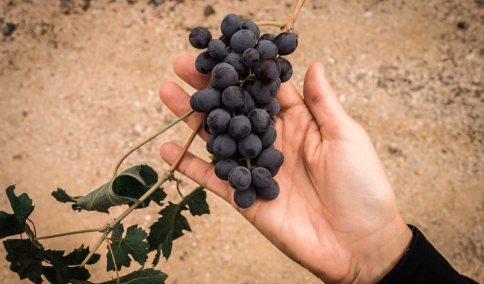 amarone grapes