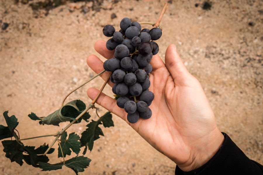 amarone grapes