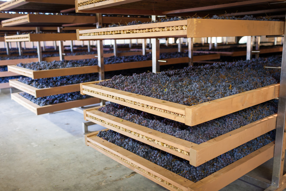 Amarone drying stage or appassimento