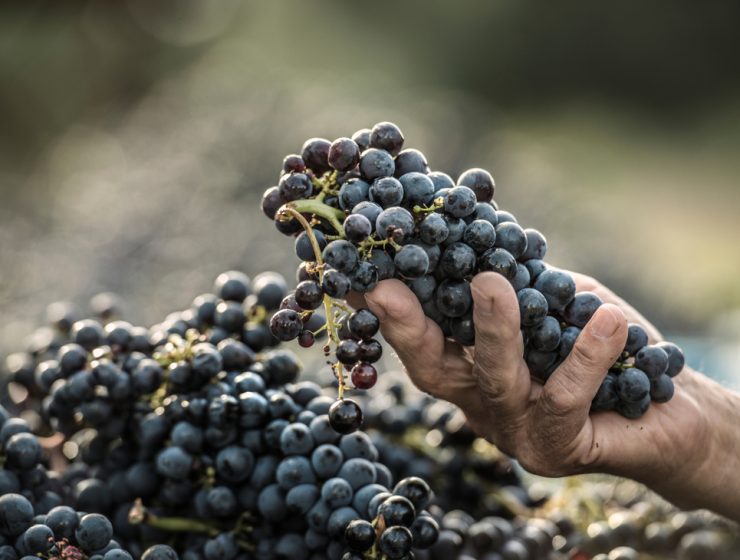 wine producer - man's hand holding grapes in vineyard