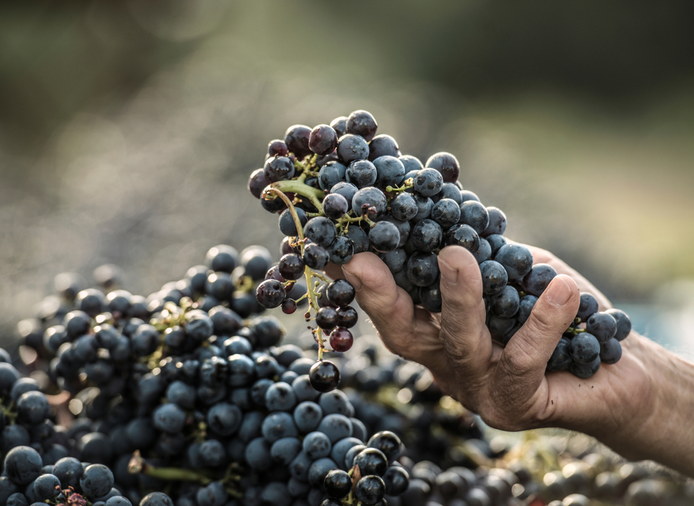 wine producer - man's hand holding grapes in vineyard