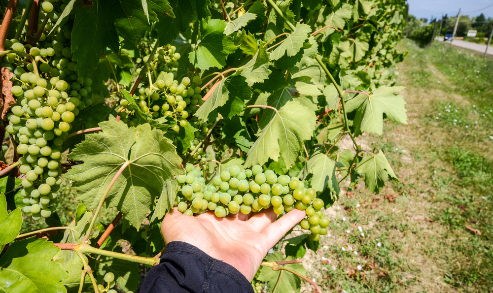 Garda DOC man holding green grapes in Italian vineyard