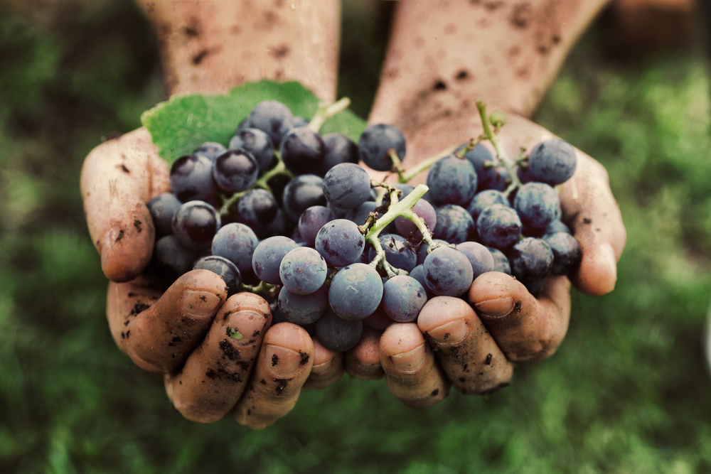 organic wine : hands holding grapes