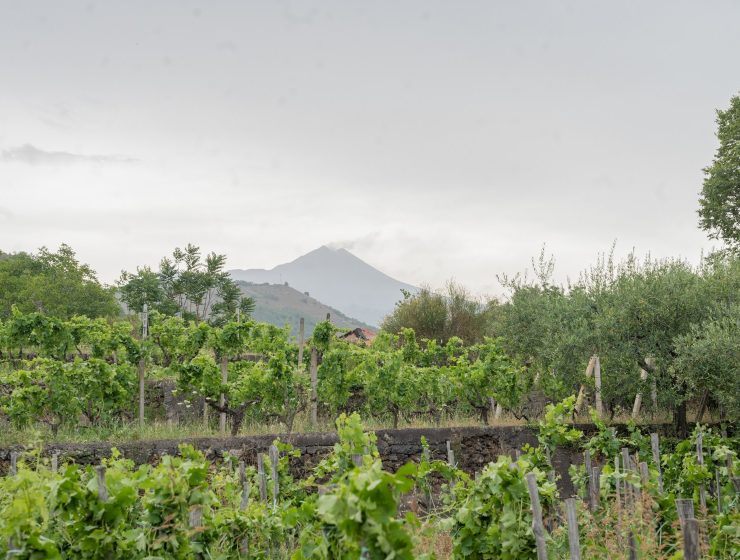 Terra Costatino vineyard with Mount Etna in the background