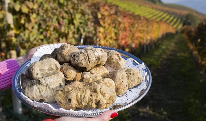 Fall Festivals in Italy 2024: white truffles on plate held by woman, Alba