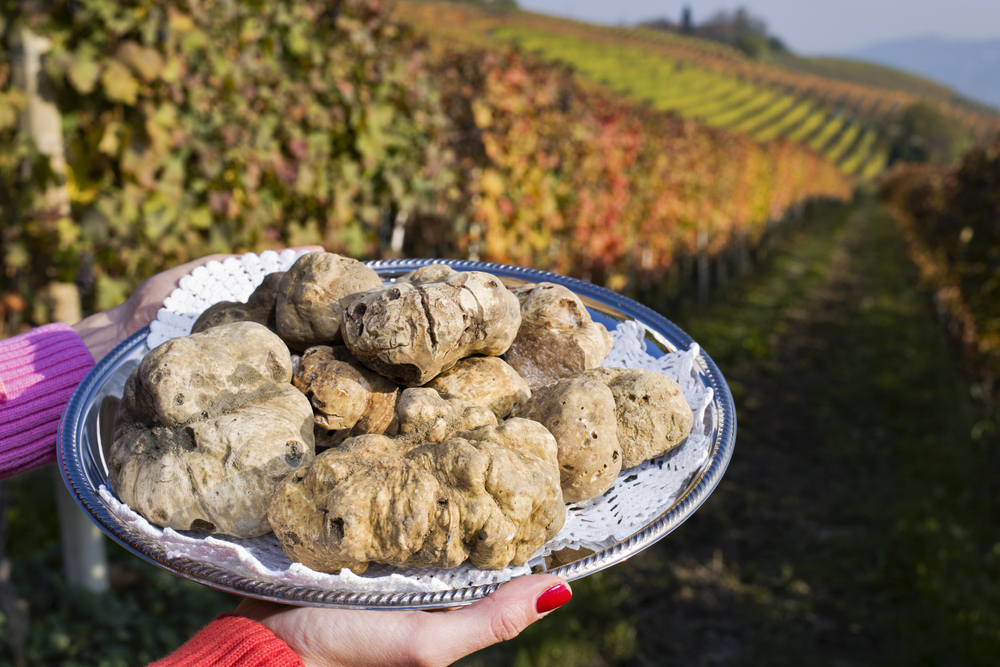 Fall Festivals in Italy 2024: white truffles on plate held by woman, Alba