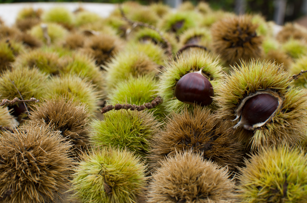 Fall Festivals in Italy 2024: Sicilian Marone chestnuts