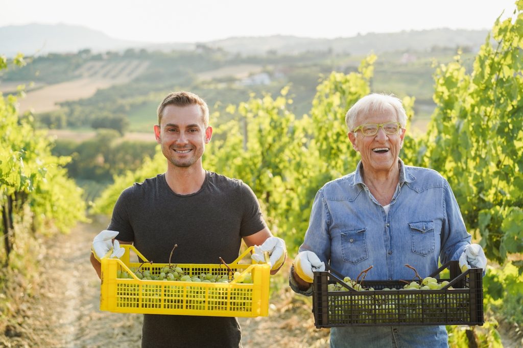 2 generations of men show white wine grapes in vineyard in Italy