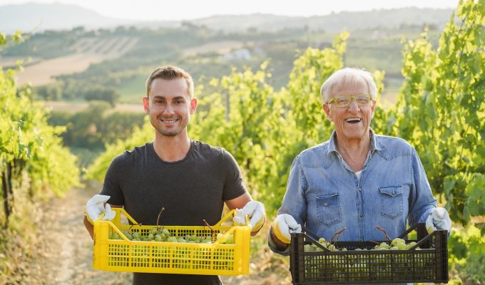 2 generations of men show white wine grapes in vineyard in Italy