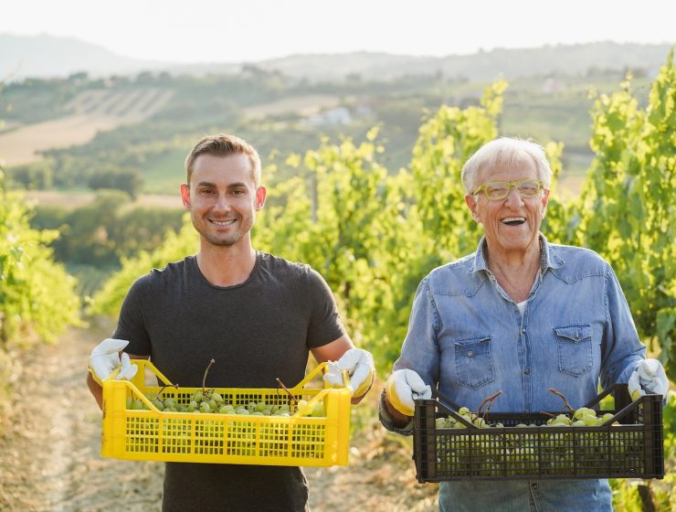 2 generations of men show white wine grapes in vineyard in Italy