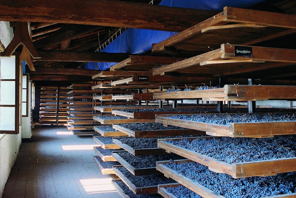 appassimento - grapes drying on racks Valpolicella