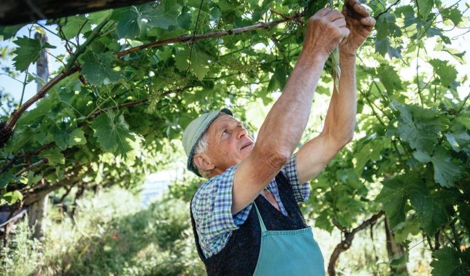 Alto Adige DOC wines - working in vineyard, hand harvest