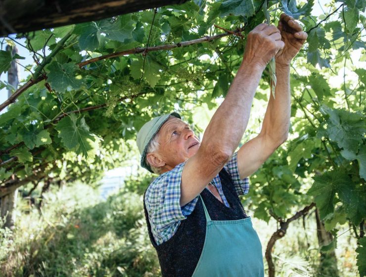 Alto Adige DOC wines - working in vineyard, hand harvest