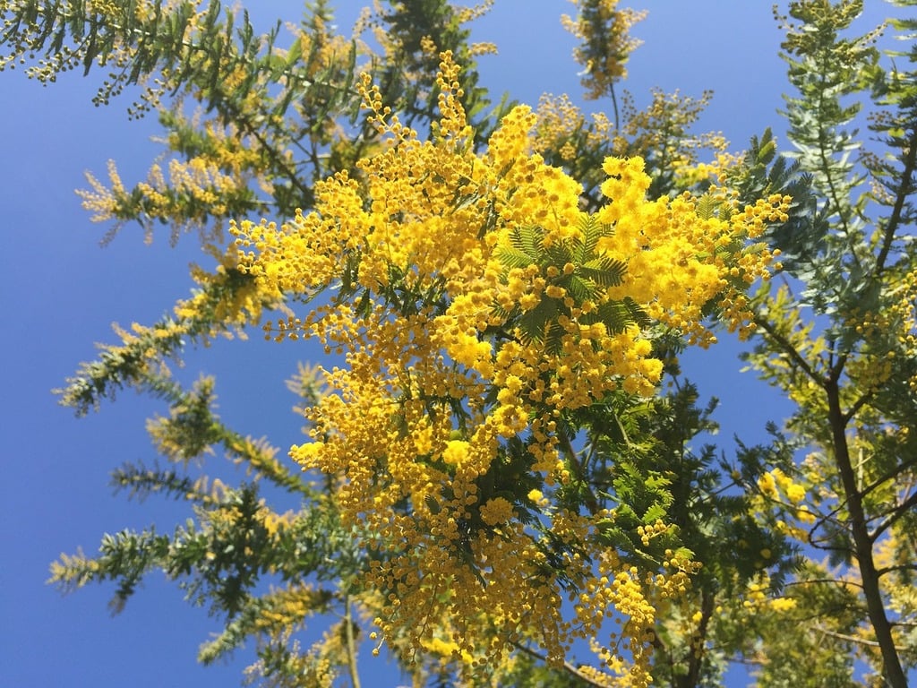 mimosa flower