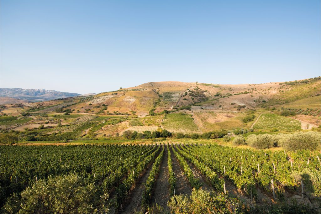 Merano WineFestival - vineyard in Calabria