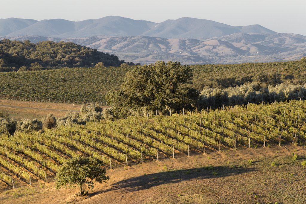 Consorzio Tutela Vini Montecucco -- hills and vineyards