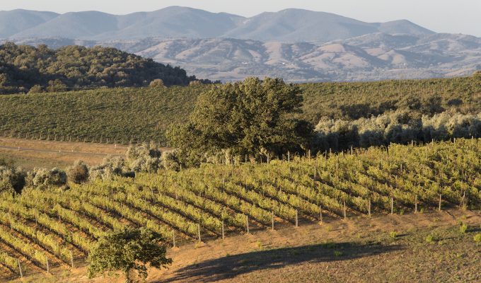 Consorzio Tutela Vini Montecucco
