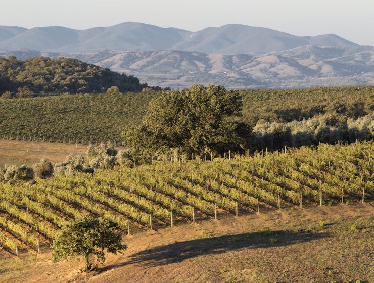 Consorzio Tutela Vini Montecucco