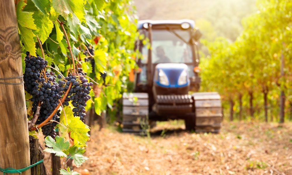 vendemmia - grape harvest tractor