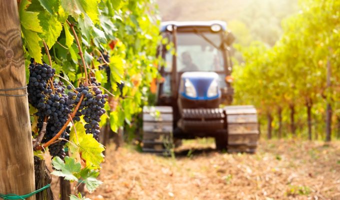 vendemmia - grape harvest tractor