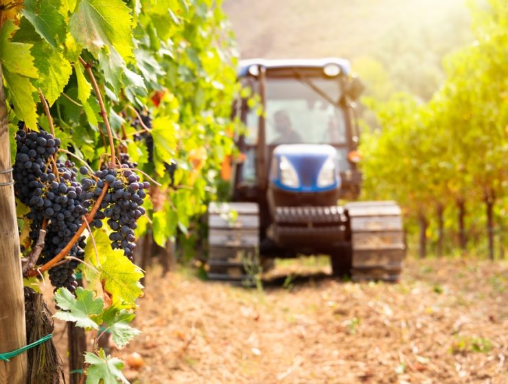 vendemmia - grape harvest tractor